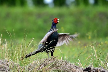 Green Pheasant 加木屋緑地 Thu, 6/21/2018