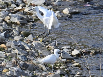 Little Egret 鴨川 Sat, 2/24/2024