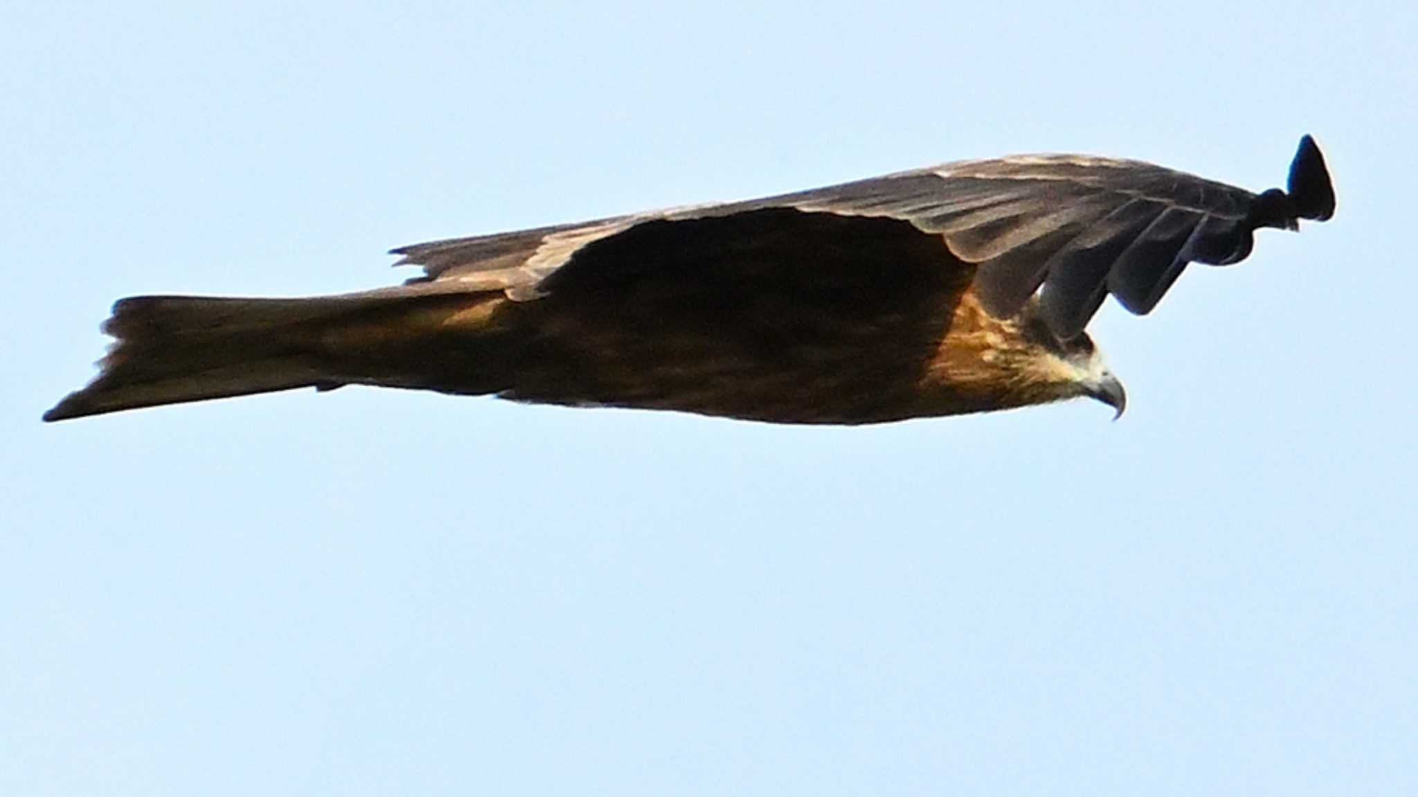 Black Kite