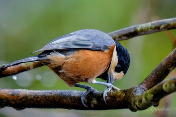 Varied Tit 西湖野鳥の森公園 Fri, 2/23/2024