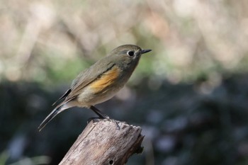 Red-flanked Bluetail Akigase Park Mon, 2/12/2024