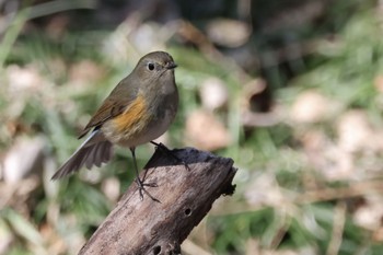 Red-flanked Bluetail Akigase Park Mon, 2/12/2024