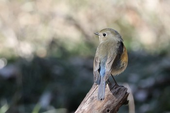 Red-flanked Bluetail Akigase Park Mon, 2/12/2024