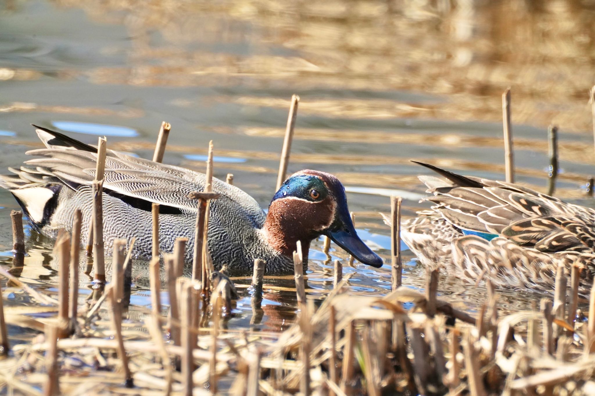 旧中川水辺公園 コガモの写真 by あらどん