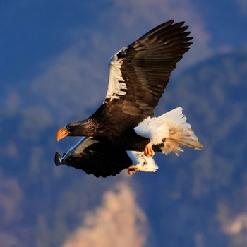 Steller's Sea Eagle 岩手県宮古市 Sun, 2/18/2024