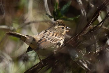 Masked Bunting 木瀬ダム(愛知県 豊田市) Sat, 2/24/2024