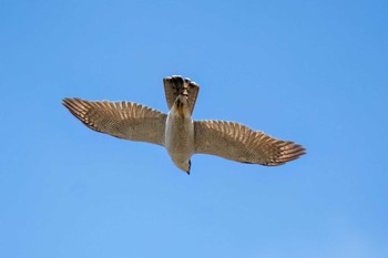 Eurasian Goshawk 木瀬ダム(愛知県 豊田市) Sat, 2/24/2024