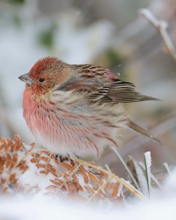 Pallas's Rosefinch 岡谷林道 Fri, 2/23/2024