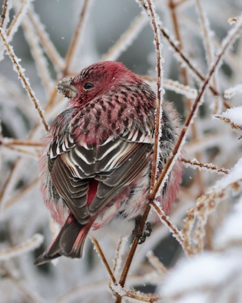 Pallas's Rosefinch 岡谷林道 Fri, 2/23/2024