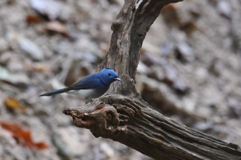 Black-naped Monarch Phu Khiao Wildlife Sanctuary Mon, 2/10/2020