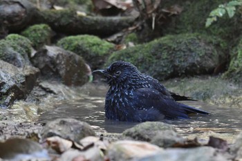 オオルリチョウ プーキィアオ野生動物保護区 2020年2月10日(月)