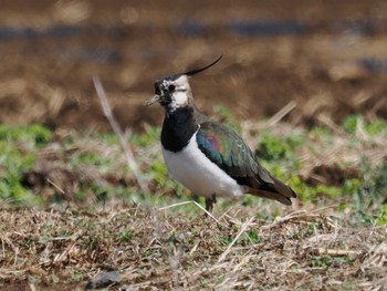 Northern Lapwing 平塚田んぼ Sat, 2/24/2024