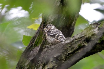Japanese Pygmy Woodpecker 加木屋緑地 Thu, 6/21/2018