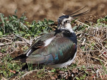 Northern Lapwing 平塚田んぼ Sat, 2/24/2024