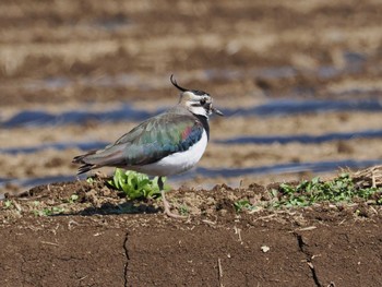 Northern Lapwing 平塚田んぼ Sat, 2/24/2024