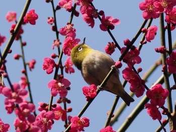 メジロ 昭和記念公園 2024年2月24日(土)