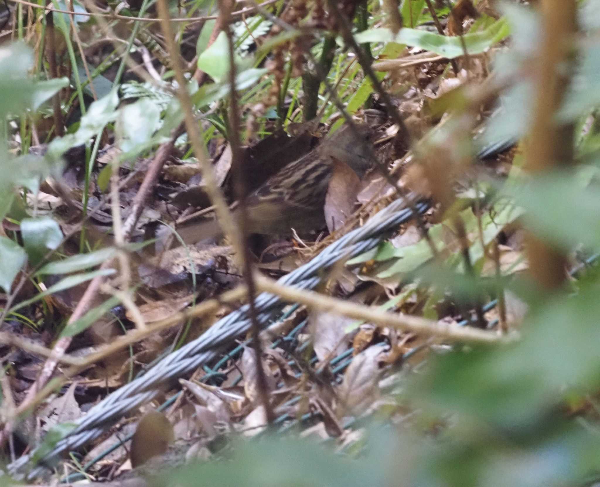 Photo of Grey Bunting at 箕面山 by マル