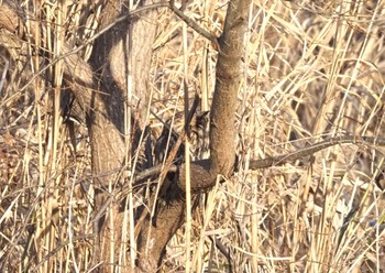 Long-eared Owl 猪名川 Sat, 2/24/2024