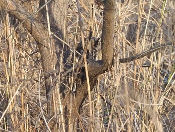 Long-eared Owl 猪名川 Sat, 2/24/2024