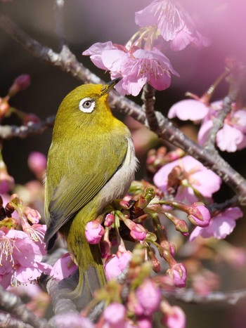 Warbling White-eye 茨城県 Sat, 2/24/2024