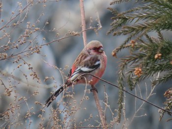 Siberian Long-tailed Rosefinch 志津川湾 Sat, 2/17/2024