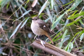 Daurian Redstart 秋ヶ瀬公園(ピクニックの森) Sun, 2/25/2024