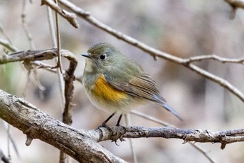 ルリビタキ 秋ヶ瀬公園(野鳥の森) 2024年2月25日(日)