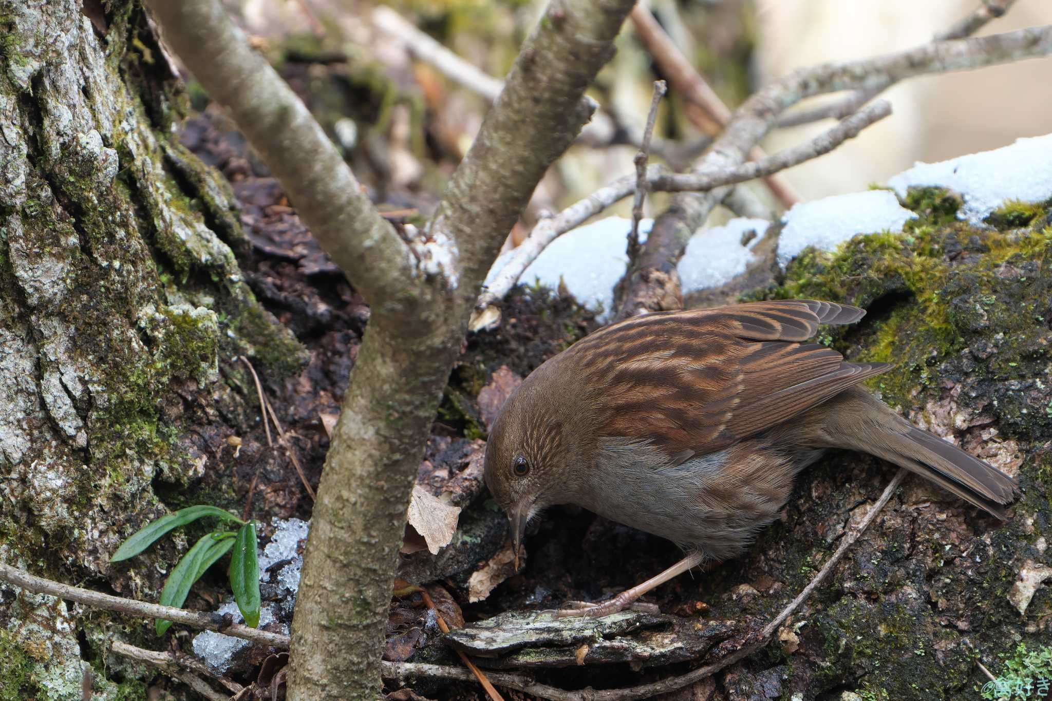 Japanese Accentor