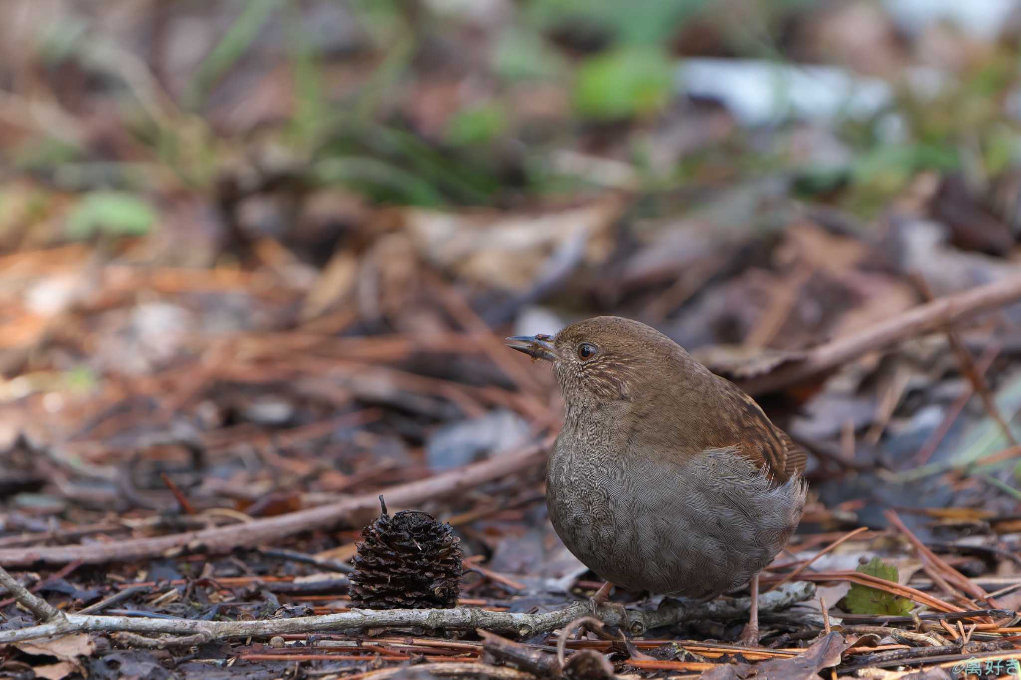 Japanese Accentor