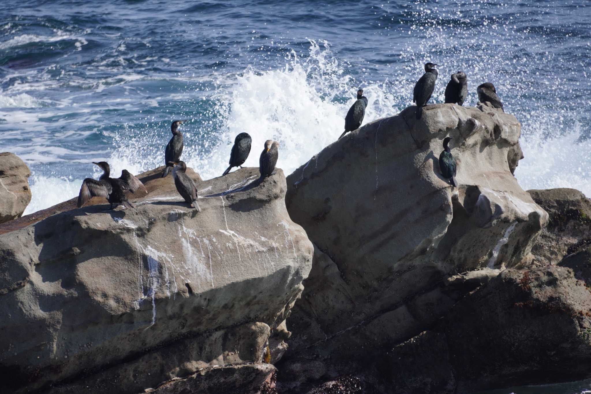 Photo of Japanese Cormorant at 平磯海岸 by たっちゃんち