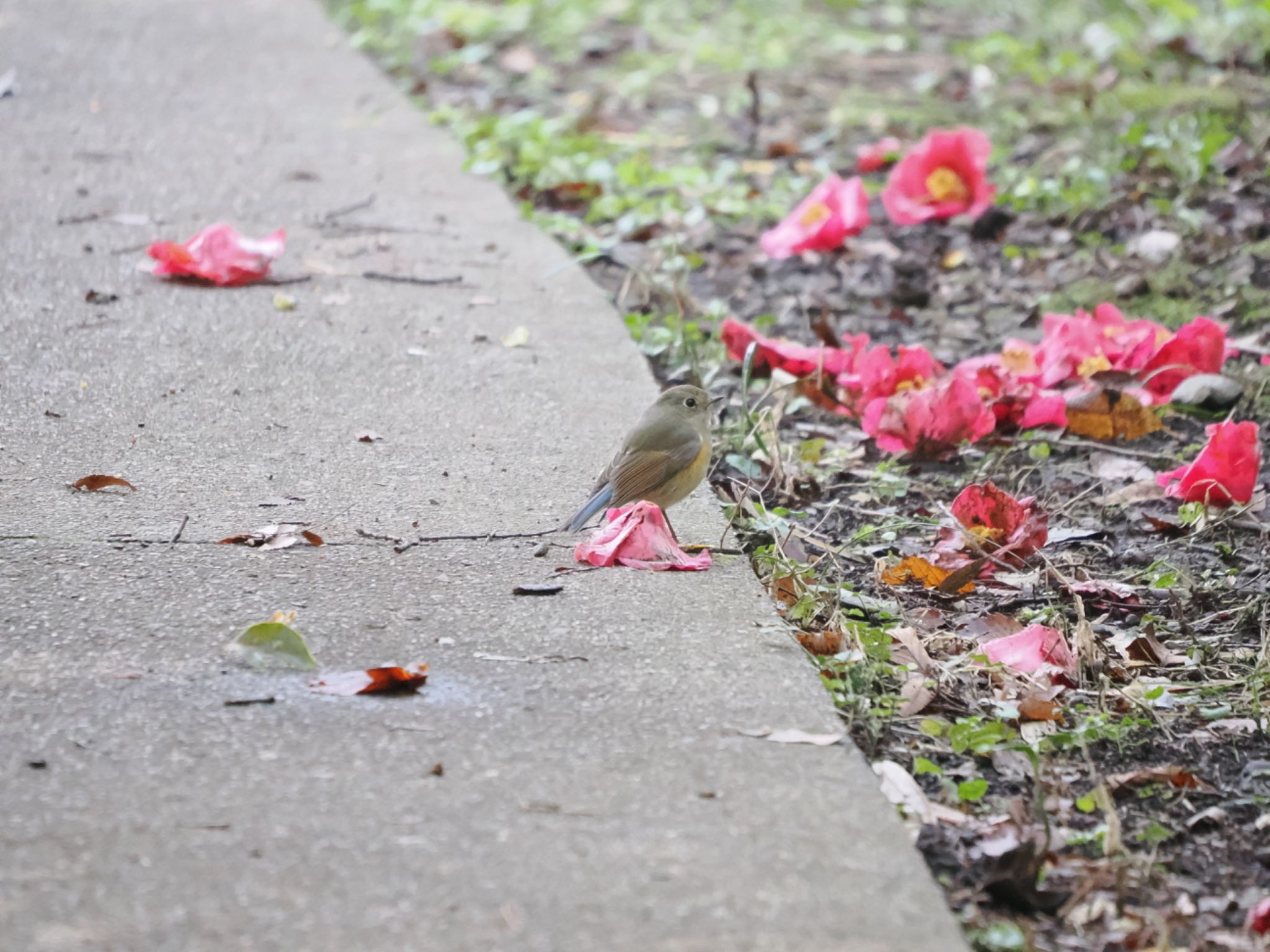 生田緑地 ルリビタキの写真 by sonicsg