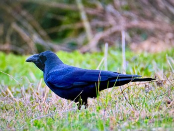 ハシブトガラス 葛西臨海公園 2024年2月25日(日)