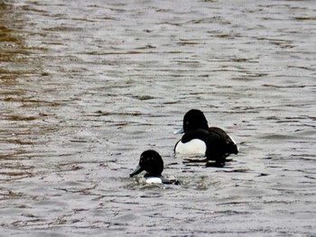 キンクロハジロ 葛西臨海公園 2024年2月25日(日)