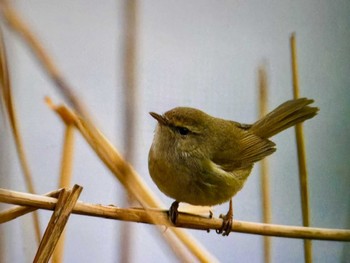 2024年2月25日(日) 葛西臨海公園の野鳥観察記録
