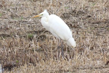 チュウダイサギ 美園六丁目第一緑地 2024年2月25日(日)