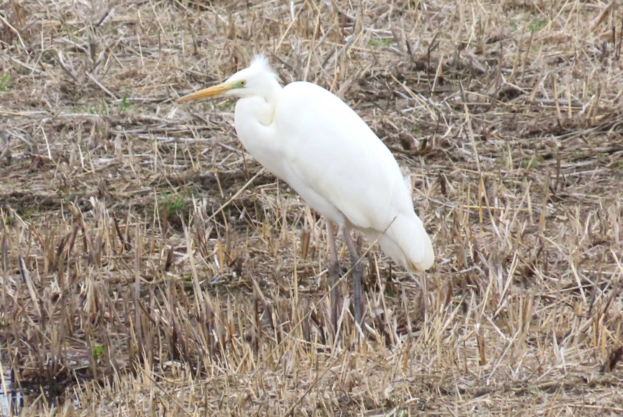 Photo of Great Egret(modesta)  at 美園六丁目第一緑地 by ほおじろうず