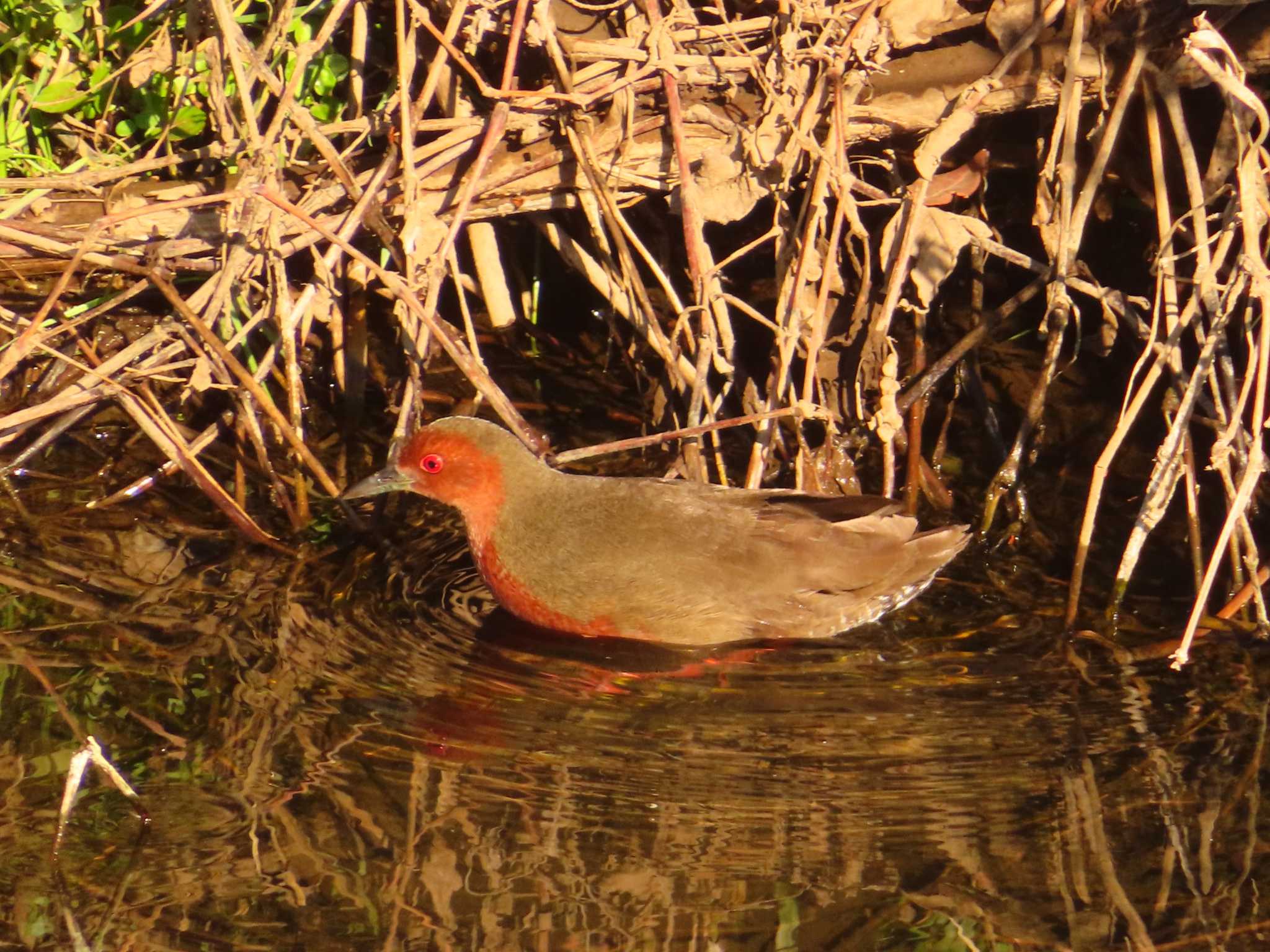 Photo of Ruddy-breasted Crake at 大根川 by ゆ