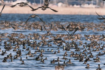 Baikal Teal North Inba Swamp Sat, 2/24/2024