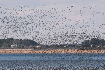 Baikal Teal North Inba Swamp Sat, 2/24/2024