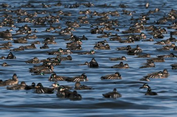 Baikal Teal North Inba Swamp Sat, 2/24/2024