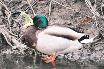 マガモ 千葉県松戸市国分川 2024年2月25日(日)