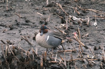 Green-winged Teal 千葉県松戸市国分川 Sun, 2/25/2024