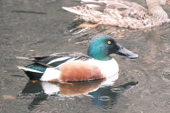 ハシビロガモ 千葉県松戸市国分川 2024年2月25日(日)