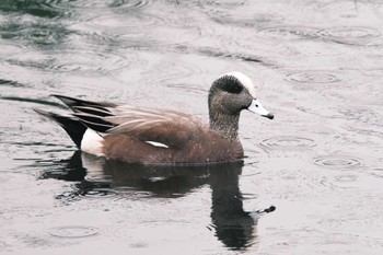 American Wigeon 千葉県松戸市国分川 Sun, 2/25/2024