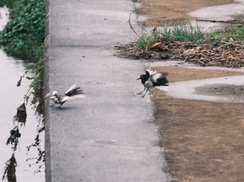 Japanese Wagtail 千葉県松戸市国分川 Sun, 2/25/2024