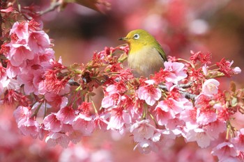 Warbling White-eye Unknown Spots Sat, 2/24/2024