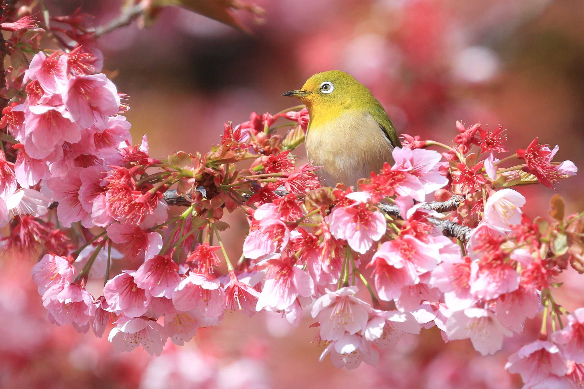 Photo of Warbling White-eye at  by h