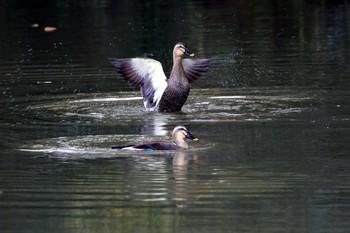 Eastern Spot-billed Duck 加木屋緑地 Thu, 11/29/2018