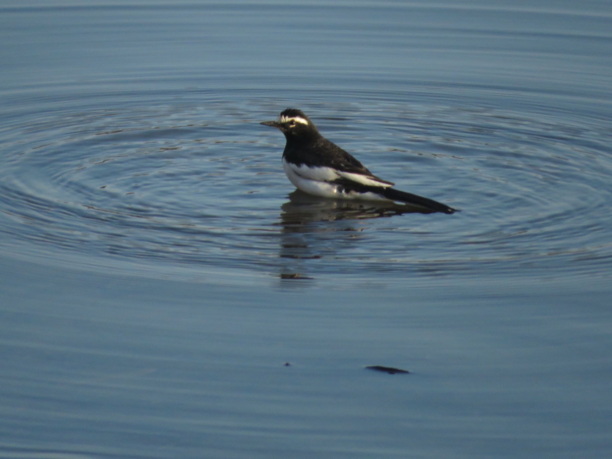 Japanese Wagtail