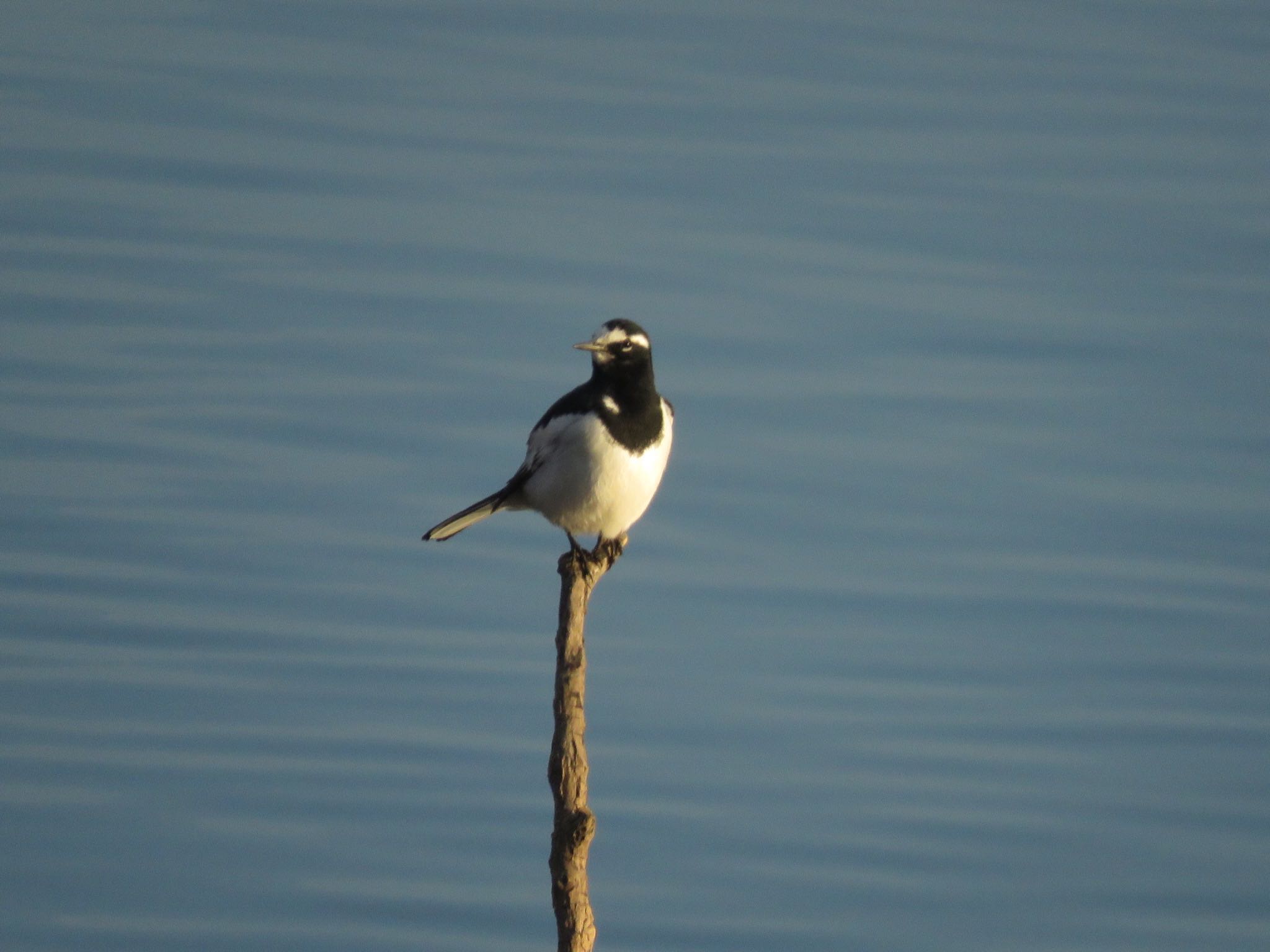 Japanese Wagtail